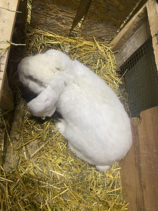 Коян. Крол. Кролиха. Кролики.