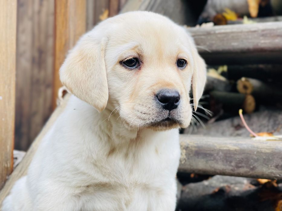 Labrador la tine acasă