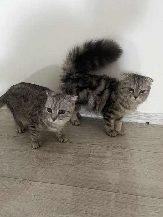 Кошки,мысыкккккк