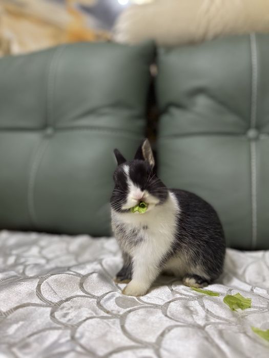 Ручнык кролики мини