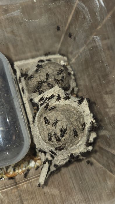 Gryllus bimaculatus-greieri