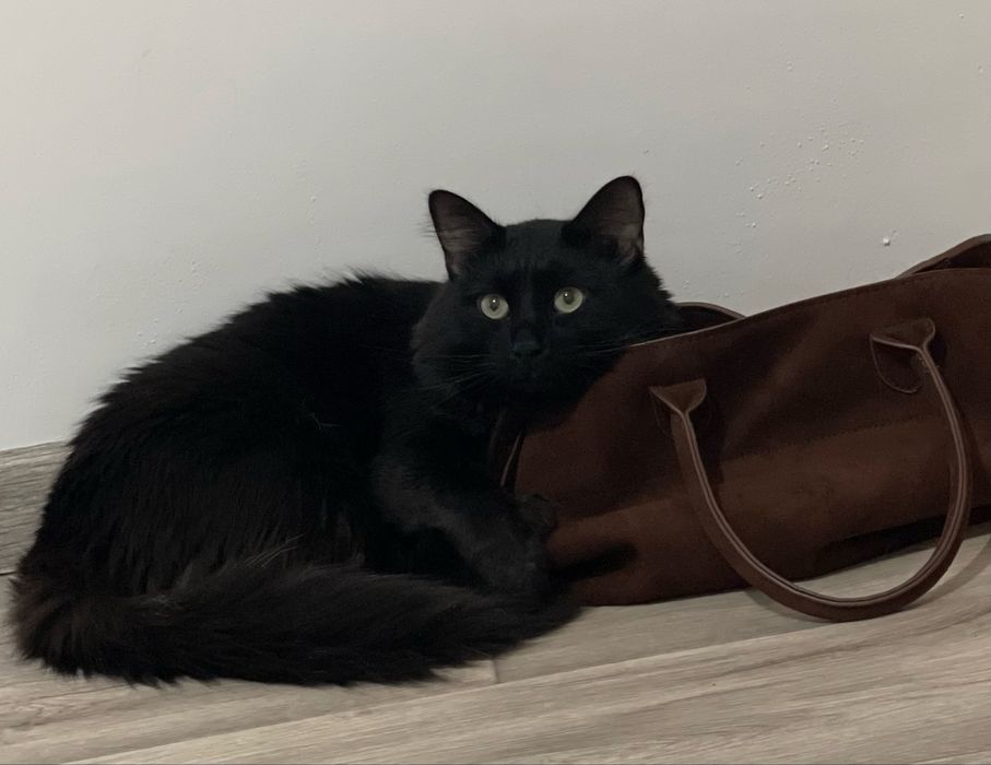 Кот Породистый Срочно