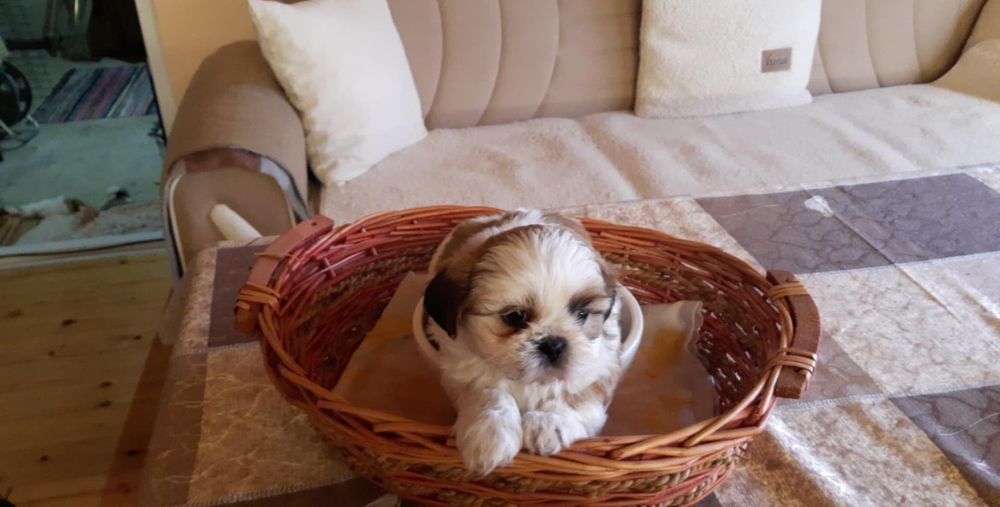 Кученца порода Ши Тцу