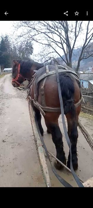 Vând sau schimb armăsar