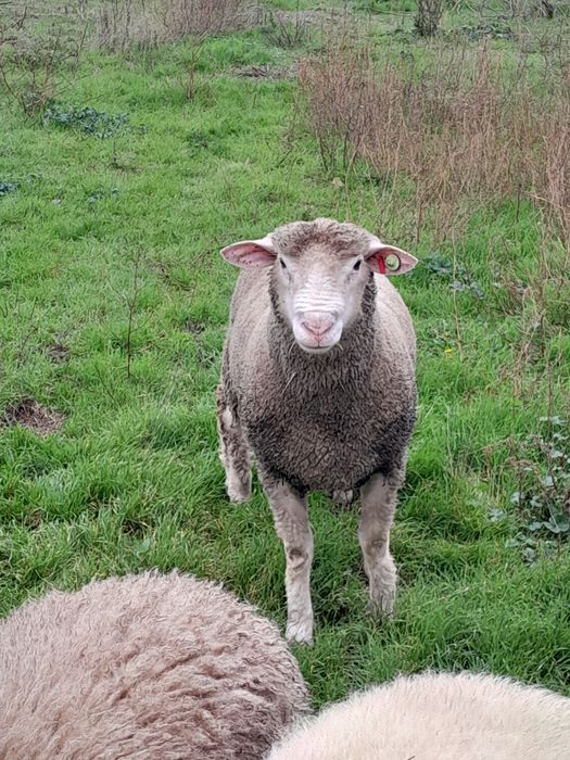 Коч на една година