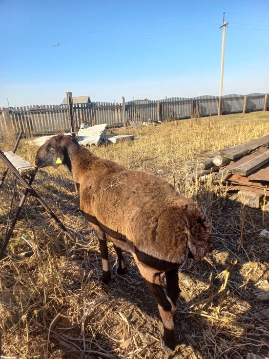Чистый гисар .1жарым жасар.