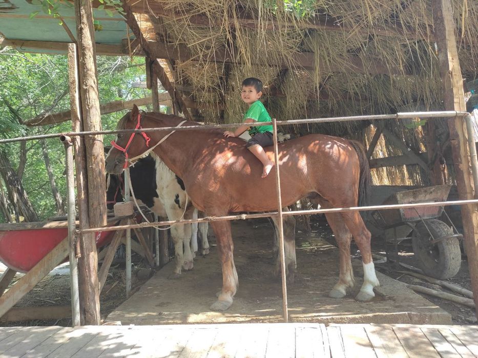 Poniy ot arab 8 yosh