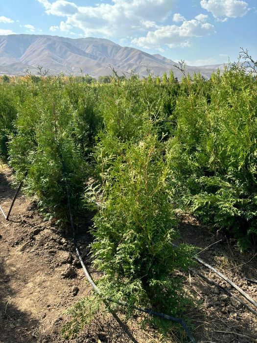 Туя Смарагд от 1м до 3м  Живая изгородь, доставка