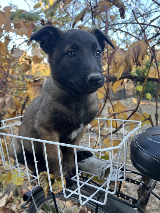Ciobanesc belgian malinois