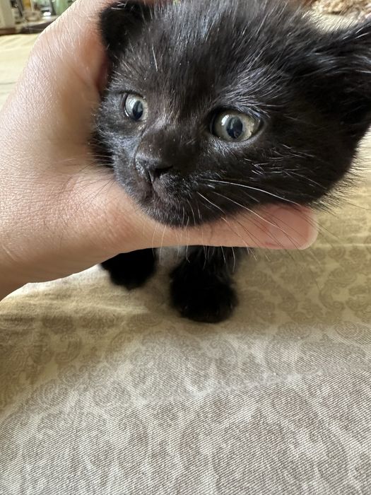 котята шотландцы прямоухие