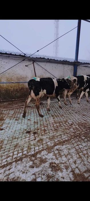 Femele- Holstein - Vaci in lactatie