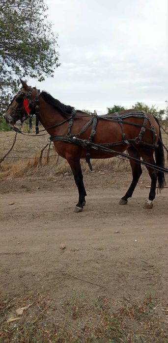 Vând carlana de 3 ani