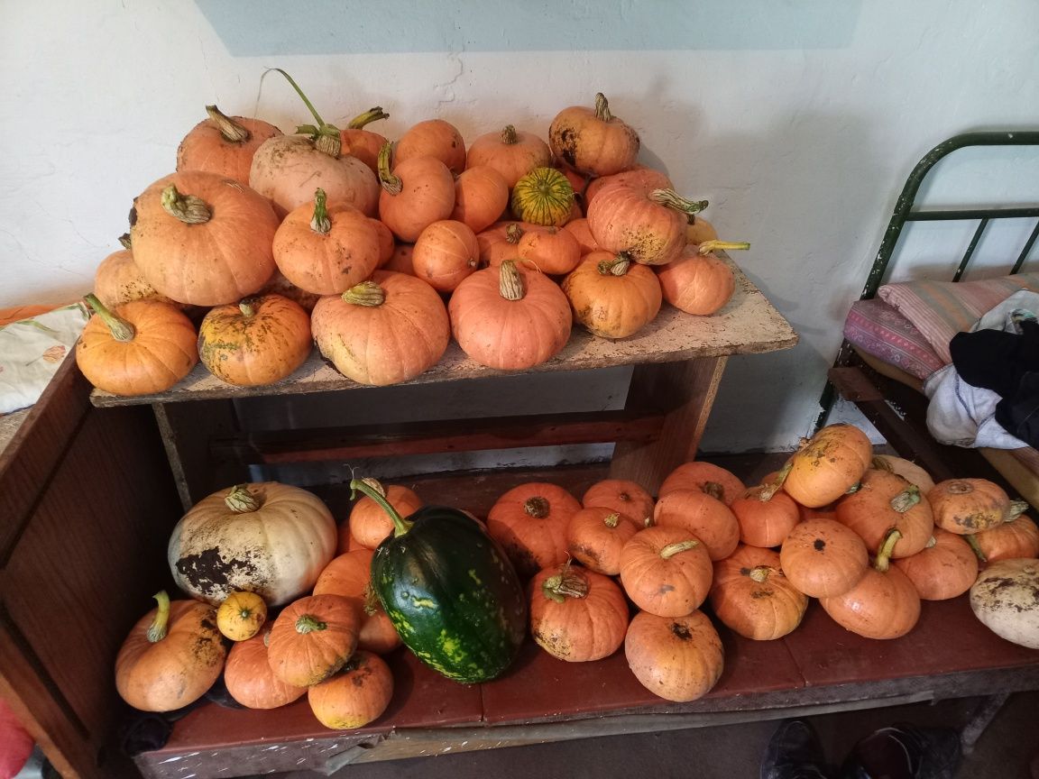 Продам тыкву домашнюю