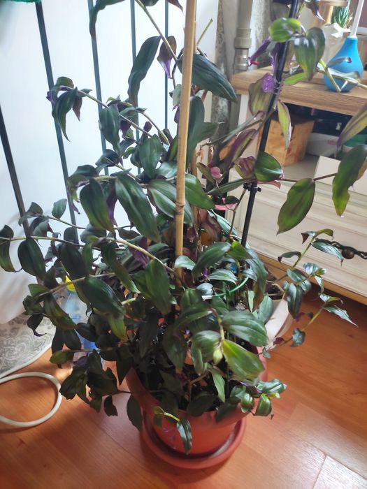 Традесканция,70 см,дешево