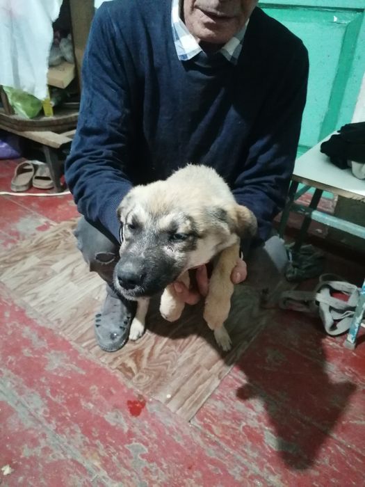 Хорошие щинки маленькие