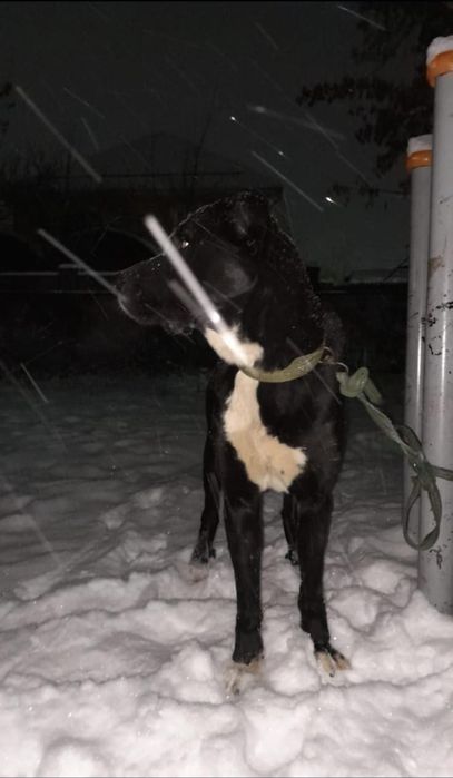 Продам сабаку 3 года в хорошие руки