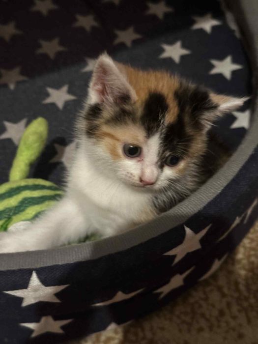 Vand pui de pisica femela