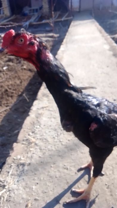 Куланги Даканг Хуроз урушадиган