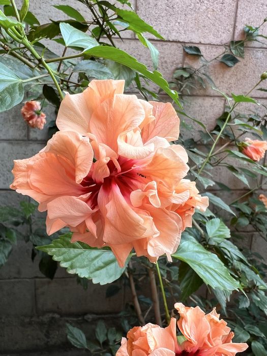 Продам комнатные растения 2000тг Алматы