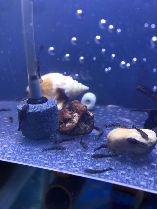 Вуалевый Анциструс малёклари сотилади.