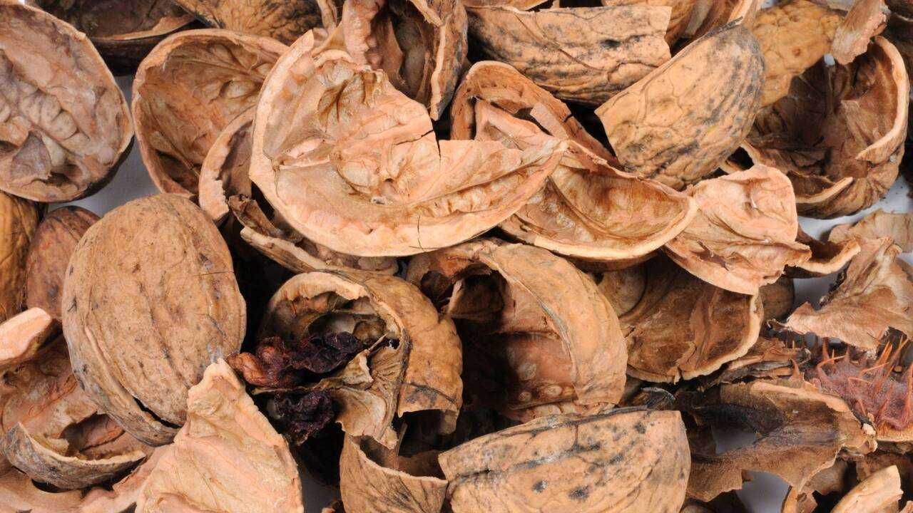 Coji de nucă, cantitate mare