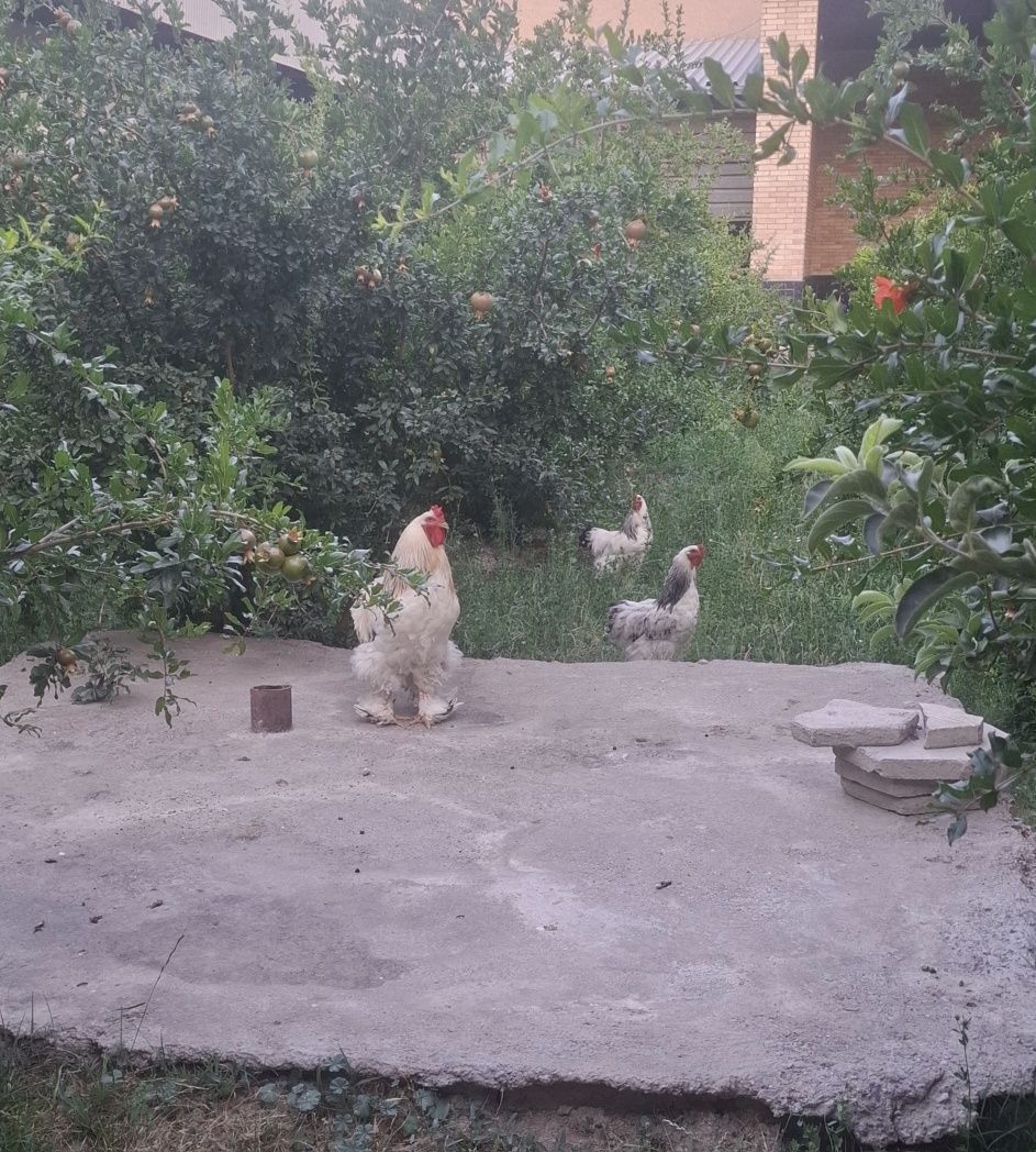 Xoro'z tovuqlar parodali katta xar biri