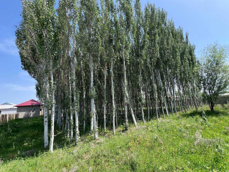 Uy va yer uchastkasi (kadastr hujjatlari mavjud)