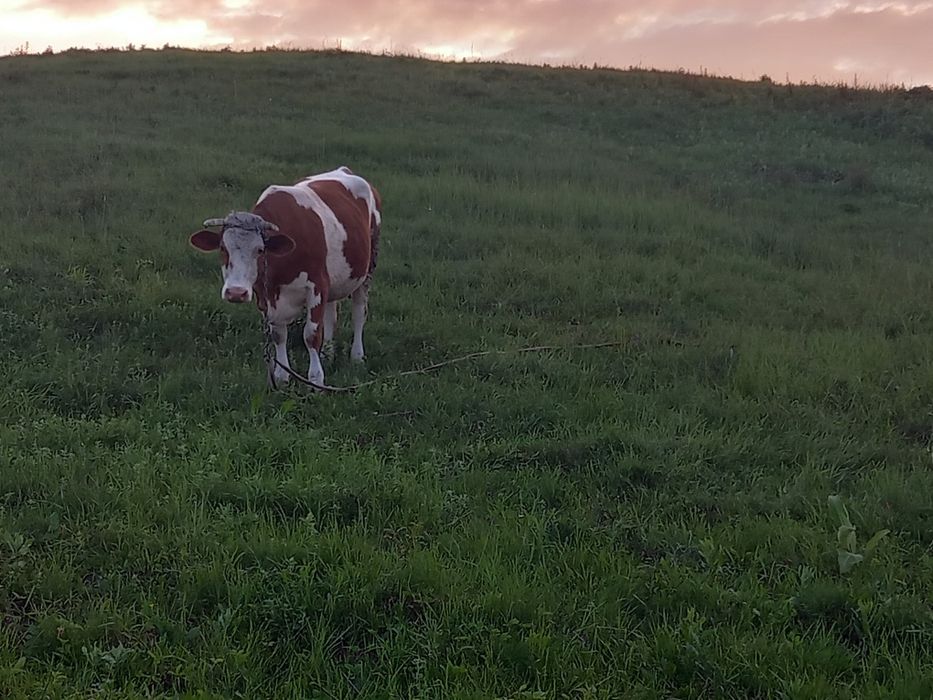 Vacă bălțată  5  ani