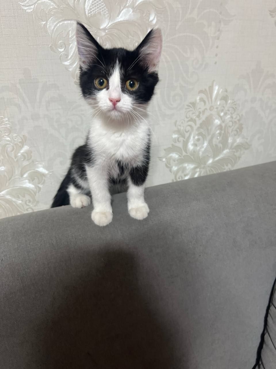 Домашние котята в добрые руки