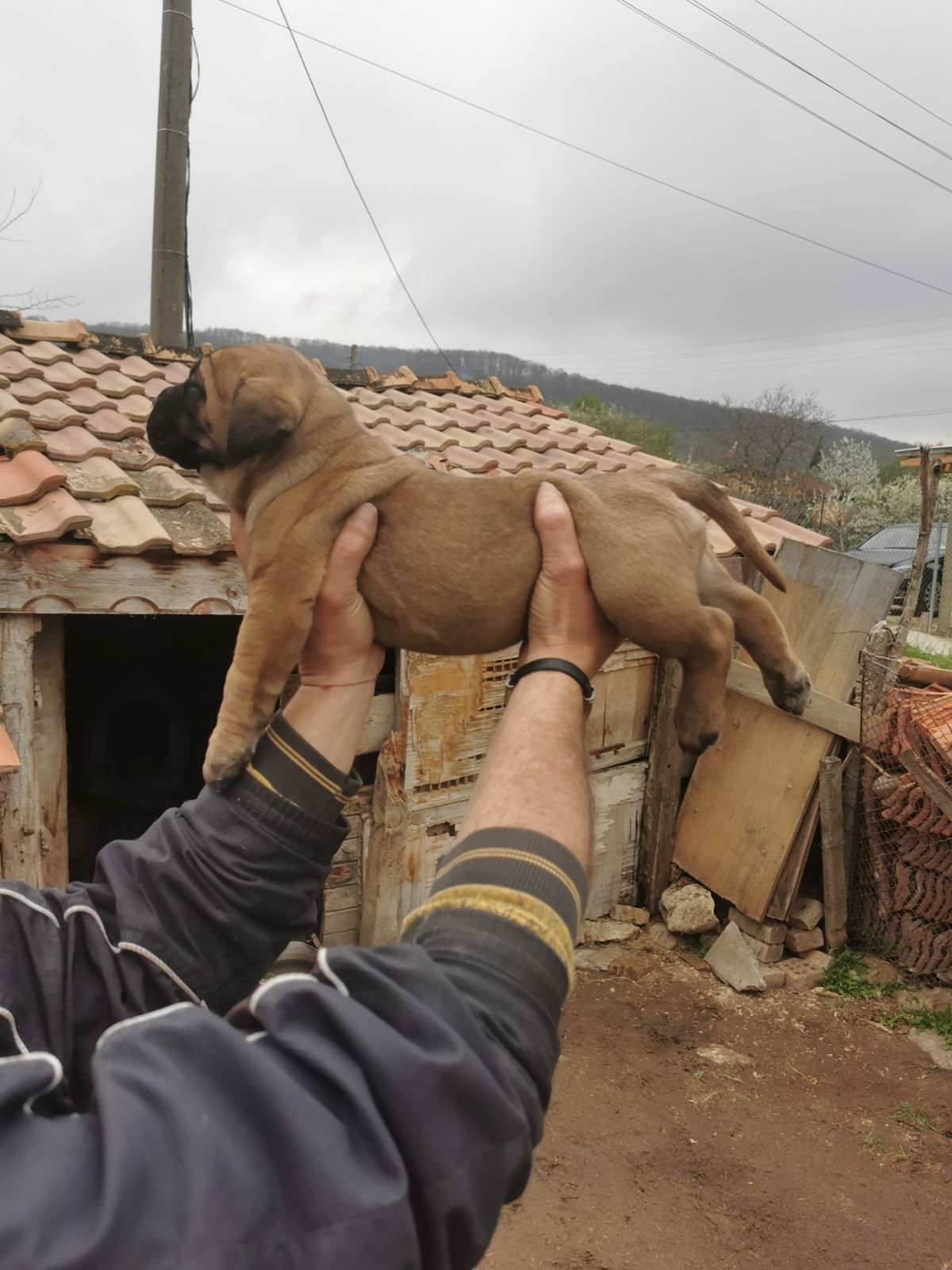 Продавам малки кученца,Кане корсо