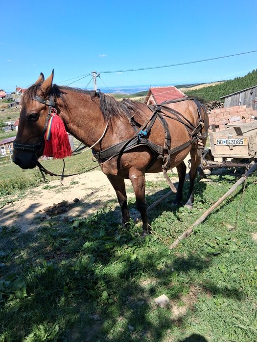 De vânzare iapa de 7 ani