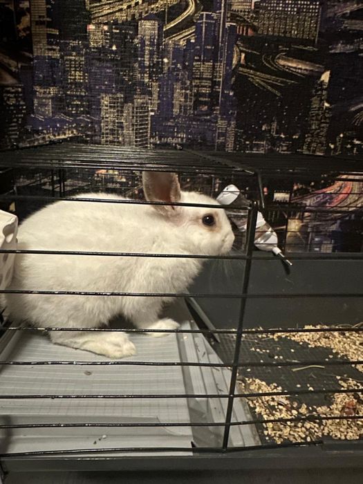 Декоративные кроли