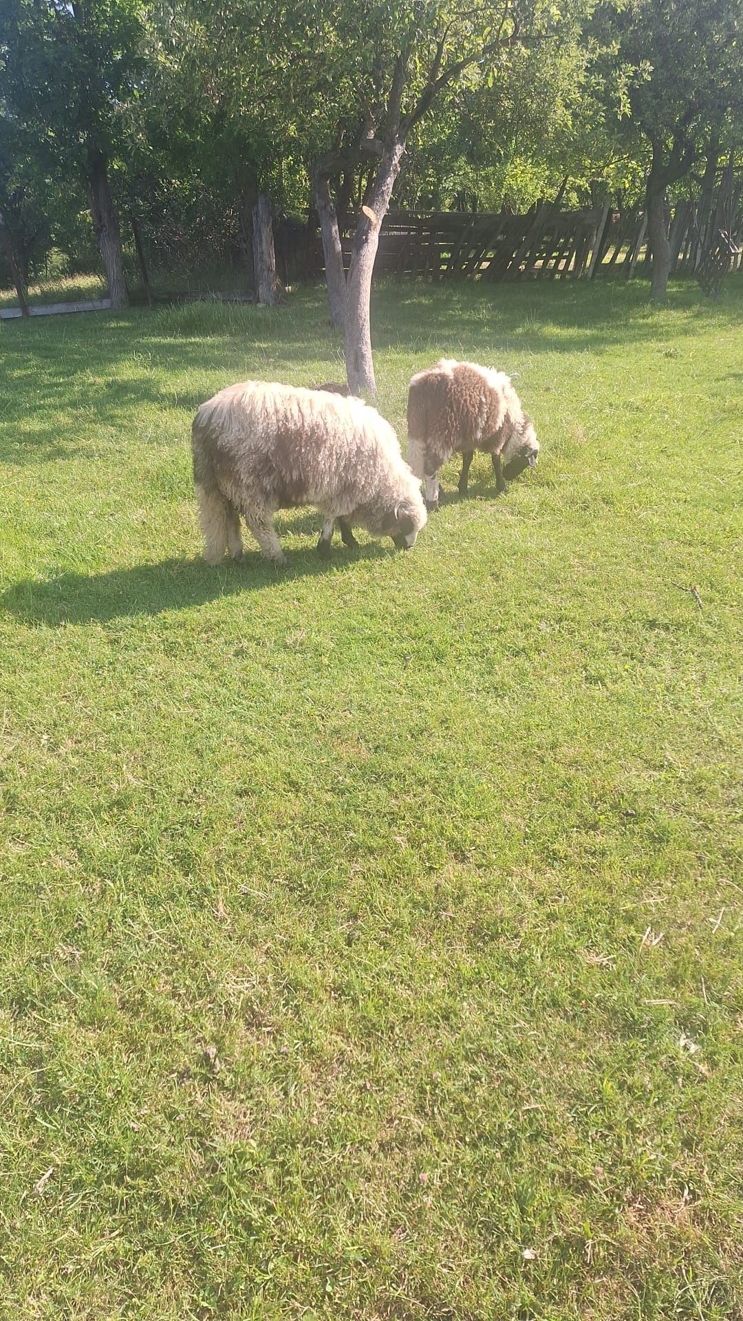 Vand o oaie si un berbecut