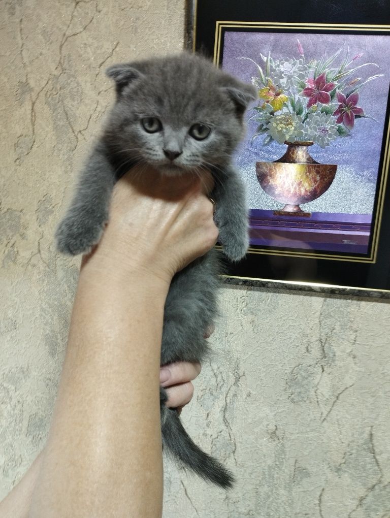 Продаются котята скотиш фолд и скотиш страйт