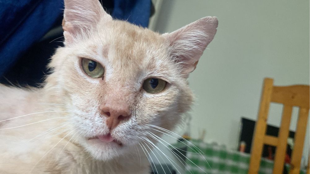 Motanel senior pentru adoptie