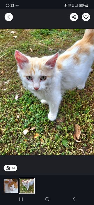 Отдаю котят в хорошие руки