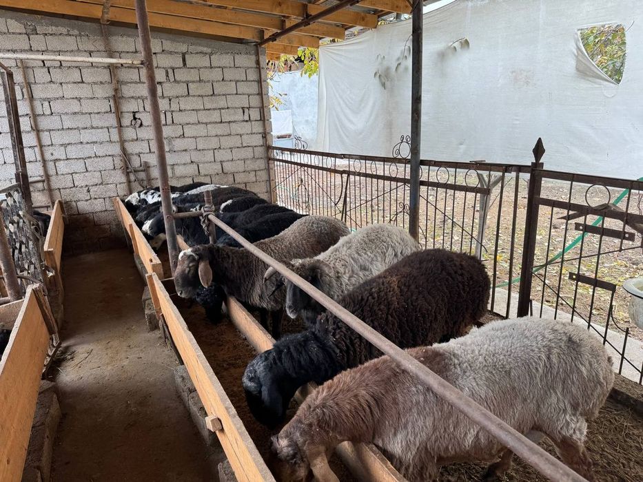 Qoy qassob dastafka soʻyish hammasi 24/7