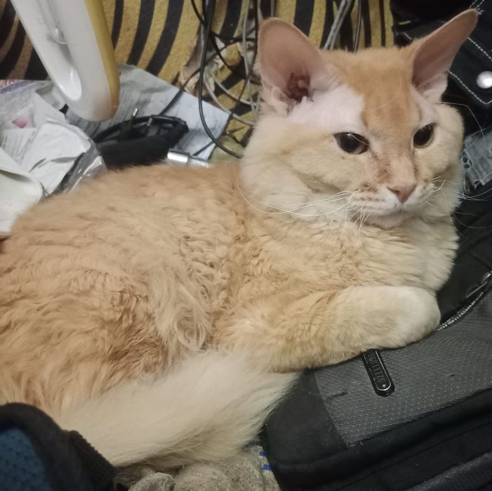 Отдам кота бесплатно