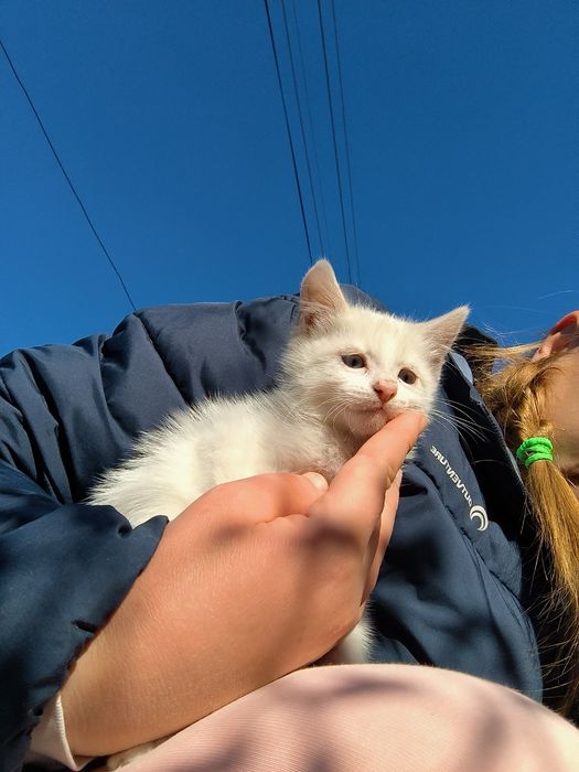 Котенок девочка белая