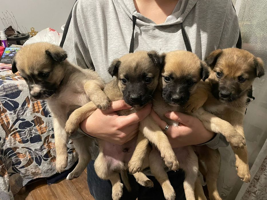 Отдам даром звоночки