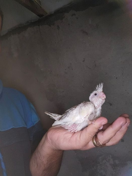 Pui nimfa de crescut la seringa