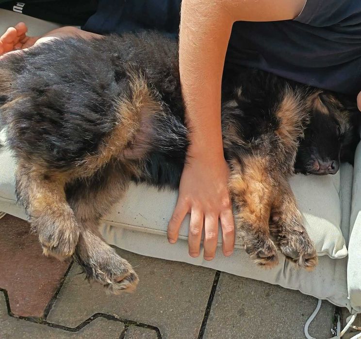 Pui Ciobănesc German cu PEDIGREE,  linie de show