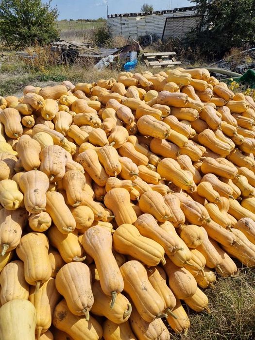 Продавам тикви сорт Матилда