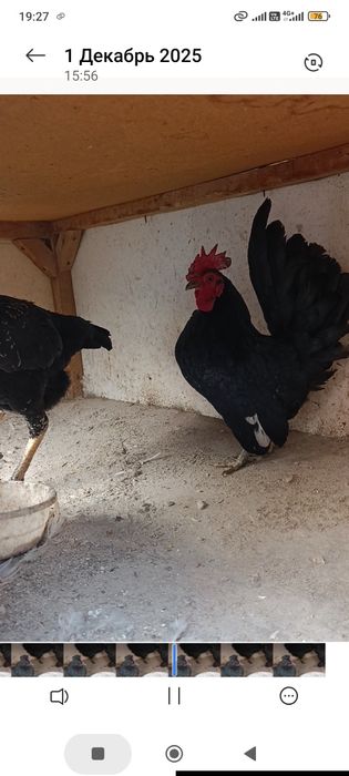 Япон Кох Эски зот товук ва хурозлар сотилади