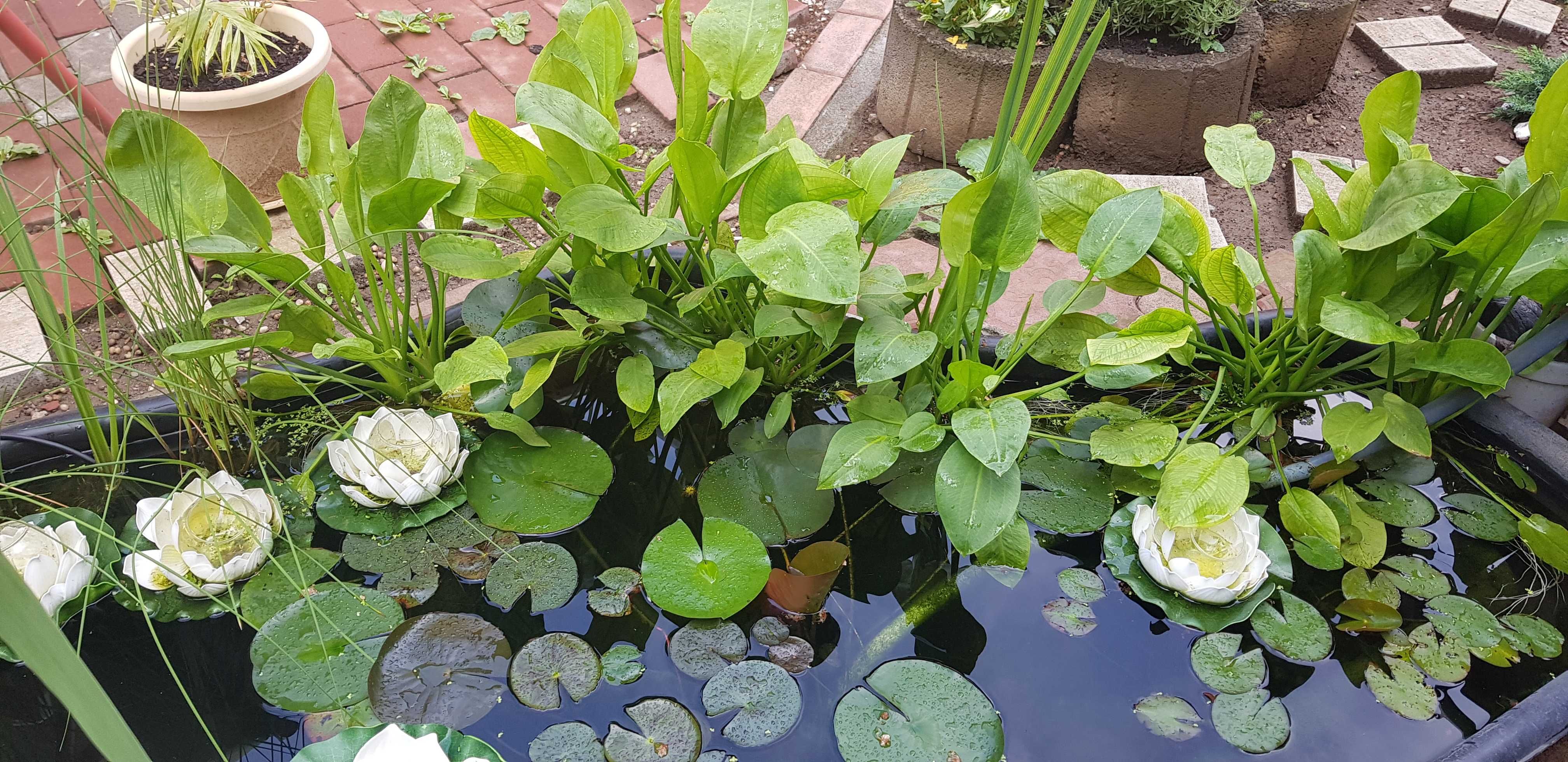 Vand nuferi, zambile de apa pentru iaz si diverse plante de margine