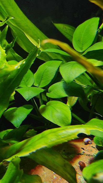 Аквариумное растение Анубиас