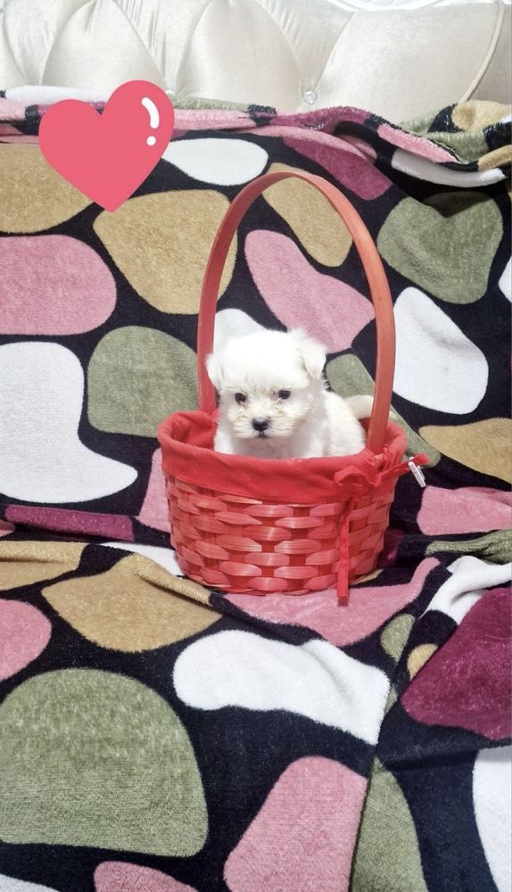 Femela bichon malteze miny toy