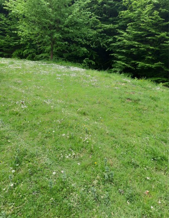 Teren Intravilan DE VANZARE