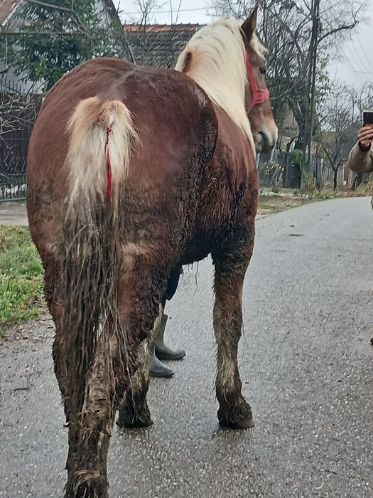 Vand mnz de un an si sane luni