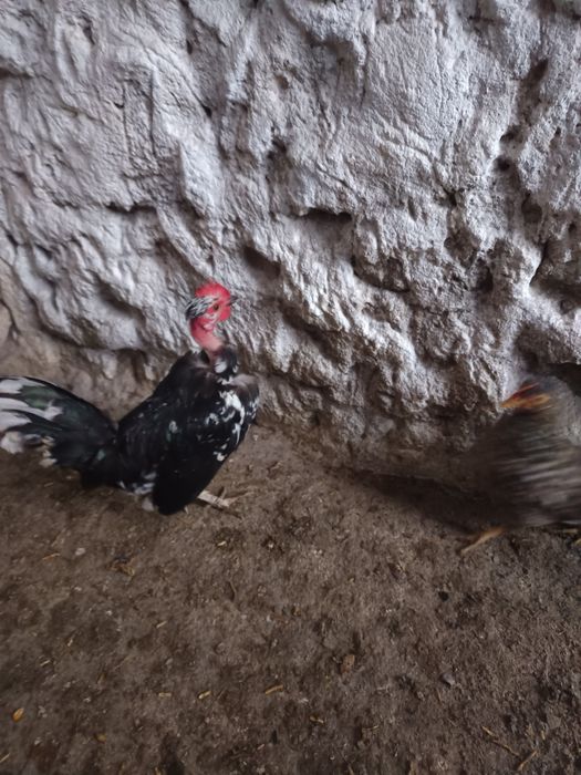 Vând cocoși la alegere